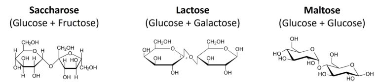 Glucides - Disaccharides
