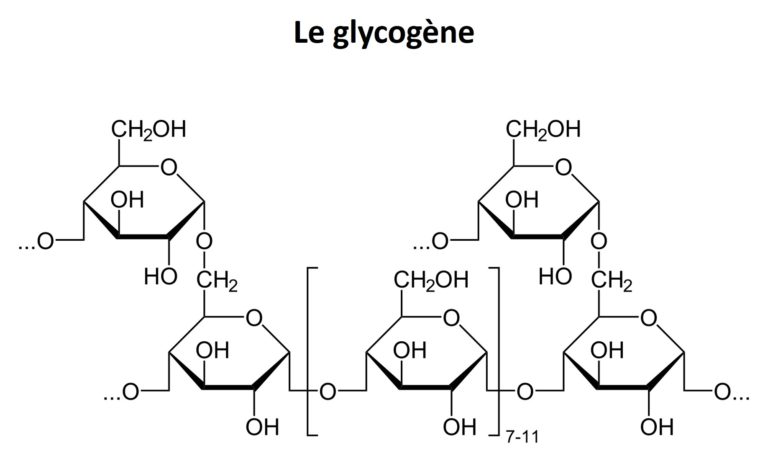 Glucides_Glycogène